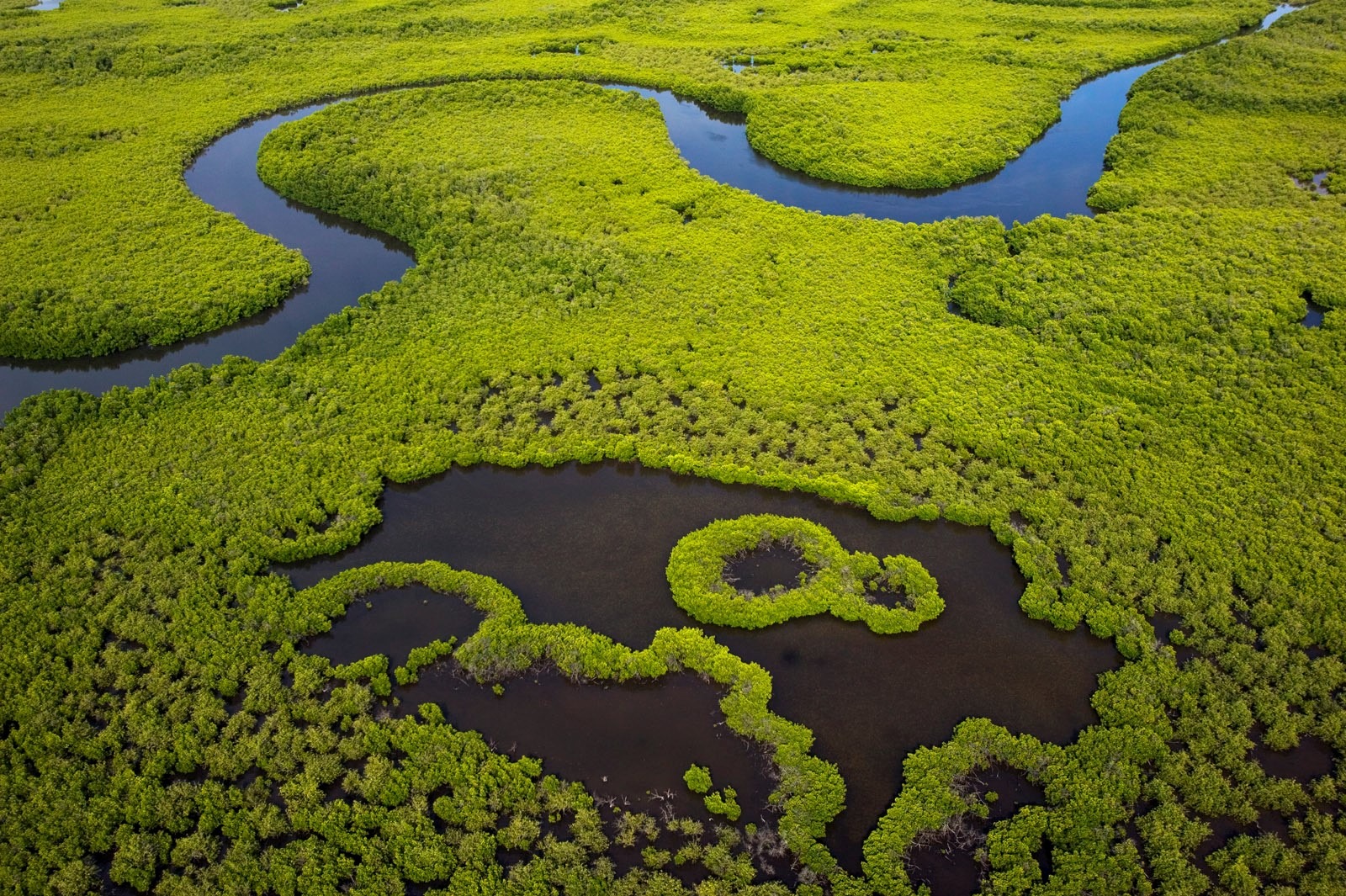 Image A Kop Ale no Maag olè (the Forest of the Sea) : Mangrove restoration project in Senegal